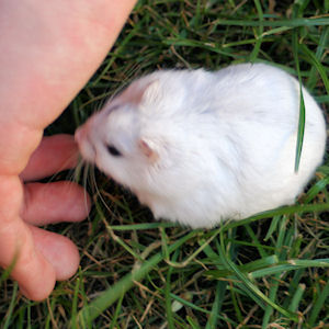 A Somerset Strangler biting the hand of a child